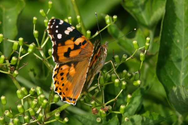 Skaliertes Bild Lepidoptera, Nymphalidae, Vanessa cardui, Distelfalter_2006_07_11--09-34-55.jpg 