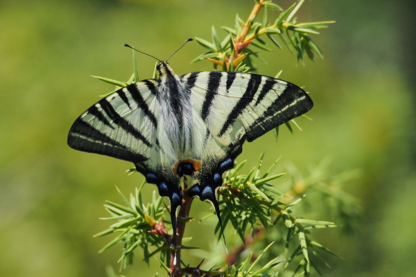 Skaliertes Bild Lepidoptera, Papilionidae, Iphiclides podalirius, Segelfalter_2017_06_20--11-26-18.jpg 