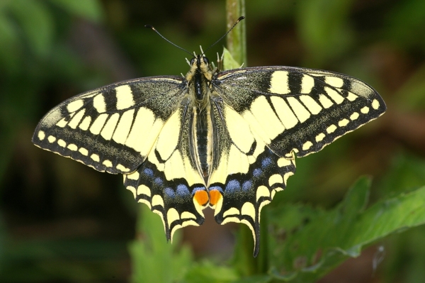 Skaliertes Bild Lepidoptera, Papilionidae, Papilio machaon, Schwalbenschwanz_2006_07_29--14-47-31.jpg 