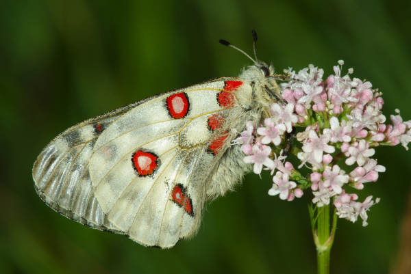 Skaliertes Bild Lepidoptera, Papilionidae, Parnassius apollo, Apollofalter_2010_06_28--05-15-28.jpg 
