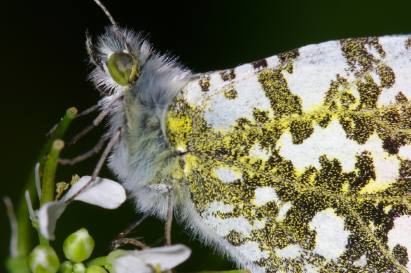 Skaliertes Bild Lepidoptera, Pieridae, Anthocharis cardamines, Aurora-Falter, Paarung_2005_05_27--17-25-17.jpg 