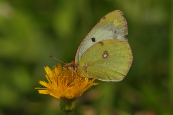 Skaliertes Bild Lepidoptera, Pieridae, Colias hyale, Goldene Acht_2020_08_27--12-27-44.jpg 