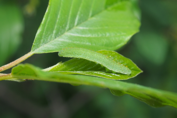 Skaliertes Bild Lepidoptera, Pieridae, Gonepteryx rhamni, Zitronenfalter, Larve_2018_05_13--15-00-52.jpg 