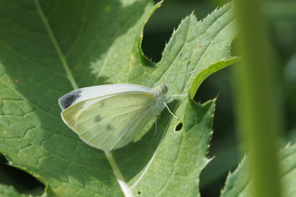 Skaliertes Bild Lepidoptera, Pieridae, Pieris rapae, Kleiner Kohlweissling_2017_09_19--11-10-29.jpg 