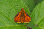 Vorschaubild Lepidoptera, Hesperiidae,  Thymelicus sylvestris, Dickkopffalter_2019_07_08--14-19-24.jpg 