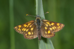Vorschaubild Lepidoptera, Hesperiidae, Carterocephalus palaemon, Dickkopffalter_2008_05_23--12-06-02.jpg 
