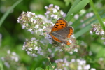 Vorschaubild Lepidoptera, Lycaenidae, Lycaena phlaeas, Kleiner Feuerfalter_2017_08_15--10-34-33.jpg 