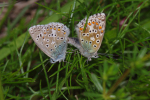 Vorschaubild Lepidoptera, Lycaenidae, Lysandra coridon, Paarung_2013_06_07--09-24-15.jpg 