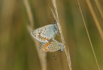 Vorschaubild Lepidoptera, Lycaenidae, Lysandra coridon, Paarung_2020_08_05--10-44-51.jpg 
