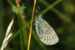 Vorschaubild Lepidoptera, Lycaenidae, Maculinea arion_2009_06_29--05-25-05.jpg 