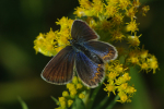 Vorschaubild Lepidoptera, Lycaenidae, Plebejus argyrognomon_2013_08_10--10-27-05.jpg 