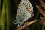 Vorschaubild Lepidoptera, Lycaenidae, Plebicula amanda_2009_06_29--05-43-39.jpg 