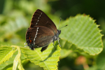Vorschaubild Lepidoptera, Lycaenidae, Satyrium spini, Kreuzdorn-Zipfelfalter_2016_06_05--09-18-26.jpg 