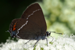 Vorschaubild Lepidoptera, Lycaenidae, Satyrium spini, Kreuzdorn-Zipfelfalter_2016_06_05--10-30-27.jpg 
