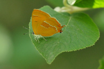 Vorschaubild Lepidoptera, Lycaenidae, Thecla betulae, Nierenfleck_2018_08_28--12-55-53.jpg 