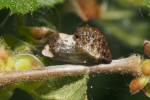Vorschaubild Lepidoptera, Lycaenide, Satyrium pruni, Pflaumen-Zipfelfalter, Puppe_2018_05_05--07-59-10.jpg 