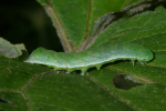 Vorschaubild Lepidoptera, Noctuidae, Euplexia lucipara, Larve_2008_09_08--12-04-24.jpg 