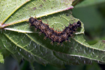 Vorschaubild Lepidoptera, Nymphalidae, Araschnia levana, Landkaertchen, Larve_2017_09_10--17-00-13.jpg 