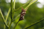 Vorschaubild Lepidoptera, Nymphalidae, Araschnia levana, Landkaertchen, Puppe_2018_06_16--14-09-03.jpg 