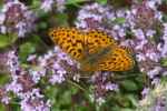 Vorschaubild Lepidoptera, Nymphalidae, Fabriciana adippe, Maerz-Veilchenfalter_2006_05_30--12-08-07.jpg 