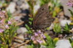 Vorschaubild Lepidoptera, Nymphalidae, Hipparchia statilinus_2017_06_20--11-30-07.jpg 