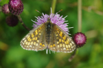 Vorschaubild Lepidoptera, Nymphalidae, Melitea diamina_2012_08_12--11-22-41.jpg 