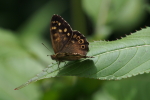 Vorschaubild Lepidoptera, Nymphalidae, Pararge aegeria_2017_07_28--11-20-41.jpg 