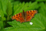 Vorschaubild Lepidoptera, Nymphalidae, Polygonia c-album, C-Falter_2009_04_26--12-25-34.jpg 