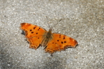 Vorschaubild Lepidoptera, Nymphalidae, Polygonia egea, Gelber C-Falter_2017_06_25--10-58-48.jpg 