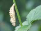 Vorschaubild Lepidoptera, Nymphalidae, Puppe_2009_05_27--16-38-01.jpg 