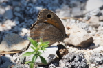 Vorschaubild Lepidoptera, Nymphalidae, Satyrus ferula_2017_06_20--11-23-42.jpg 