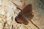 Vorschaubild Lepidoptera, Nymphalidae, Satyrus ferula_2017_06_21--08-56-18.jpg 
