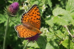 Vorschaubild Lepidoptera, Nymphalidae, Speyeria aglaja, Grosser Perlmutterfalter_2017_06_23--11-00-52.jpg 