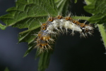 Vorschaubild Lepidoptera, Nymphalidae, Vanessa C-Album, Larve_2006_08_08--16-35-50.jpg 