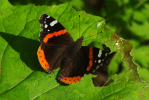 Vorschaubild Lepidoptera, Nymphalidae, Vanessa atalanta, Admiral_2013_07_07--08-29-23.jpg 