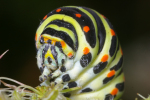 Vorschaubild Lepidoptera, Papilionidae, Papilio machaon, Schwalbenschwanz, Larve_2008_07_30--09-23-53.jpg 