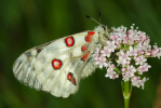 Vorschaubild Lepidoptera, Papilionidae, Parnassius apollo, Apollofalter_2010_06_28--05-15-28.jpg 