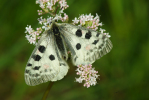 Vorschaubild Lepidoptera, Papilionidae, Parnassius apollo, Apollofalter_2010_06_28--06-19-19.jpg 