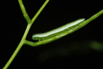 Vorschaubild Lepidoptera, Pieridae, Anthocharis cardamines, Aurora-Falter, Larve_2009_06_08--12-44-33.jpg 