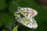 Vorschaubild Lepidoptera, Pieridae, Anthocharis cardamines, Aurora-Falter, Paarung_2005_05_27--17-22-25.jpg 