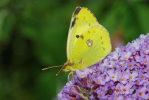 Vorschaubild Lepidoptera, Pieridae, Colias_2012_08_18--11-01-57.jpg 