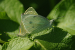 Vorschaubild Lepidoptera, Pieridae, Pieris brassicae, Grosser Kohlweissling, Paarung_2009_07_04--16-25-22.jpg 