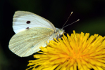 Vorschaubild Lepidoptera, Pieridae, Pieris brassicae, Grosser Kohlweissling_2009_05_11--10-20-36.jpg 