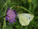 Vorschaubild Lepidoptera, Pieridae, Pieris rapae, Rapsweissling_2015_07_11--10-40-36.jpg 