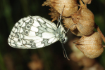 Vorschaubild Lepidoptera, Satyridae, Melanargia galathea, Schachbrett_2009_06_29--05-22-15.jpg 