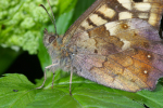 Vorschaubild Lepidoptera, Satyridae, Pararge aegeria_2008_05_23--12-32-43.jpg 