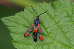 Vorschaubild Lepidoptera, Sesiidae, Synanthedon formicaeformis, Glasfluegler_2019_07_08--14-41-50.jpg 