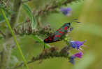 Vorschaubild Lepidoptera, Zygaenidae, Zygaena filipendulae, Paarung_2013_07_25--10-29-12.jpg 