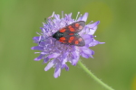 Vorschaubild Lepidoptera, Zygaenidae, Zygaena filipendulae_2017_08_15--11-19-44.jpg 