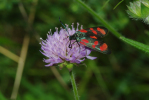 Vorschaubild Lepidoptera, Zygaenidae, Zygaena loti_2012_08_18--10-41-41.jpg 